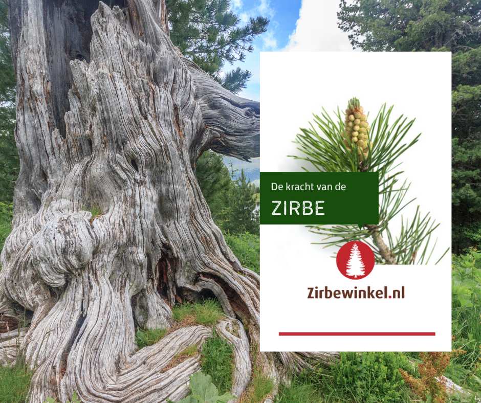 E-book Zirbe