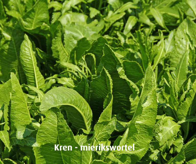 Kren mierikswortel
