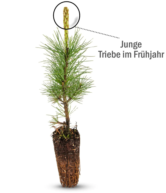 Zirbenboompje uit Oostenrijk